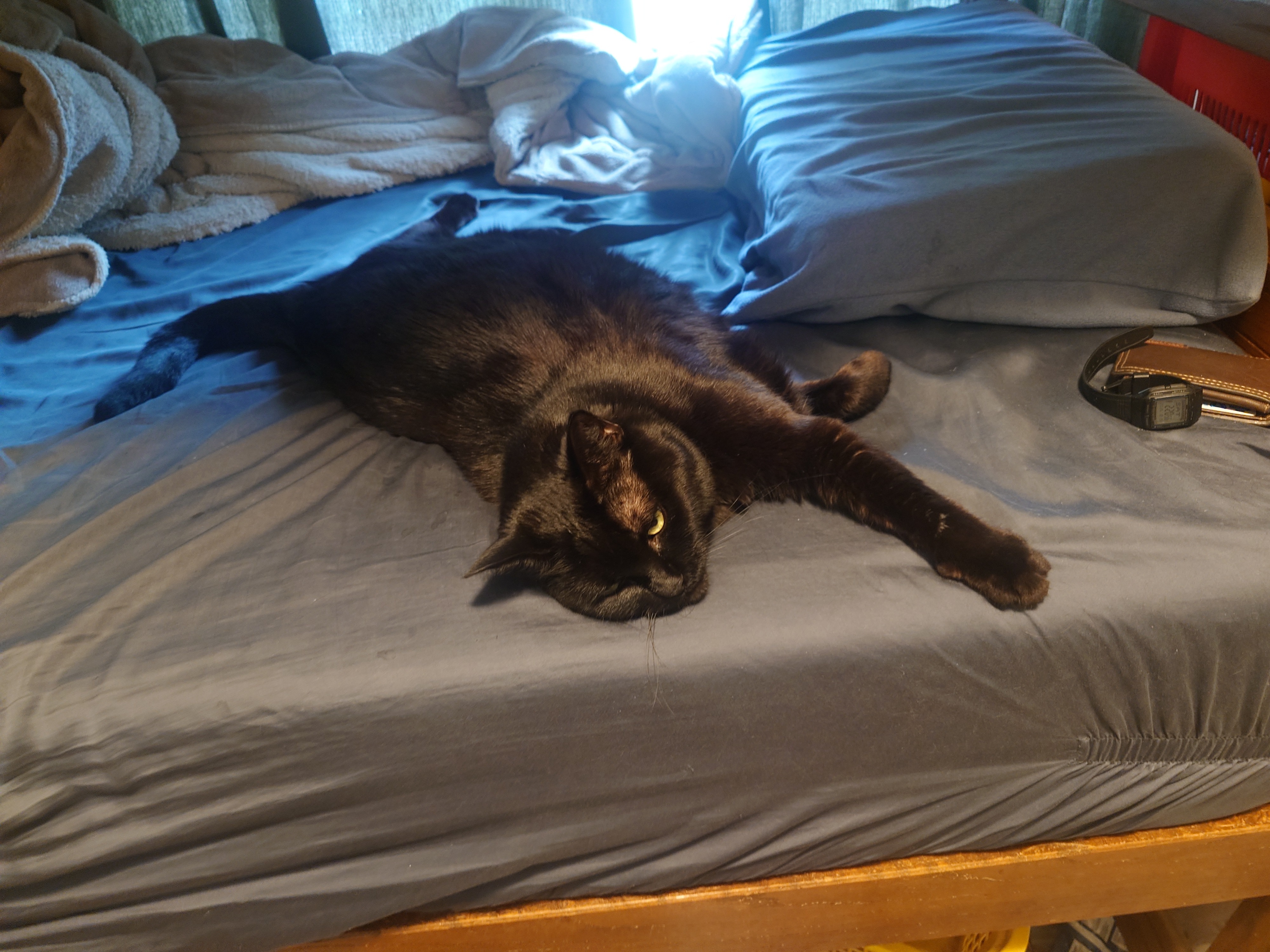 A black cat laying on a bed